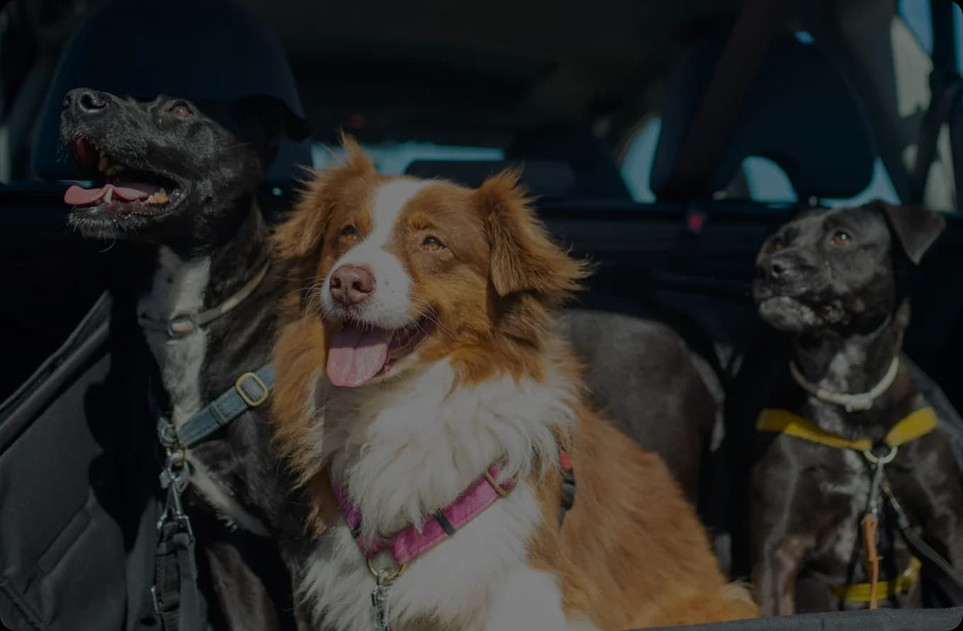 Pets People