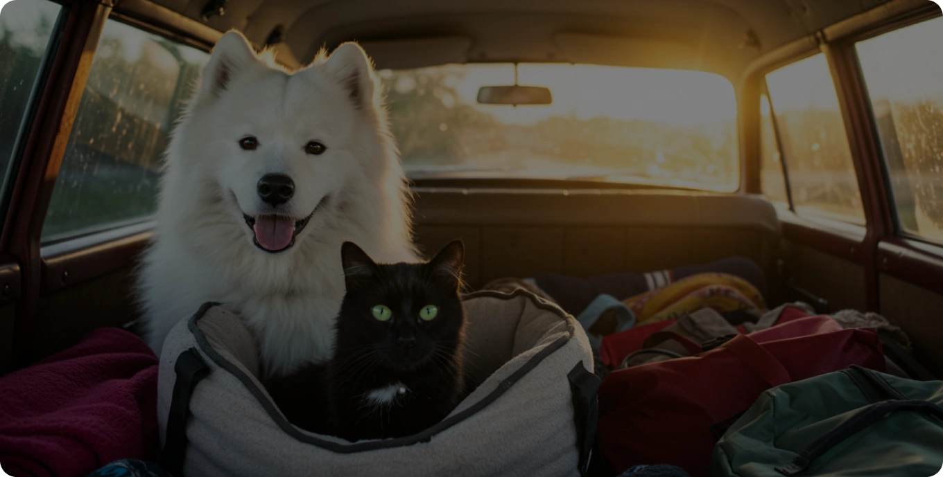 Transporte internacional de mascotas