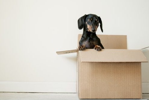 Having pets will not help you stay organized when moving house.