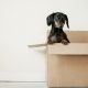 Having pets will not help you stay organized when moving house.