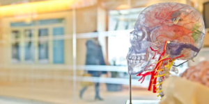 Transparent head map in the National Institute for Medicine.