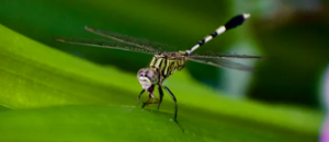 Thanks to mosquitoes, Brazil health precautions for foreigners are a must.